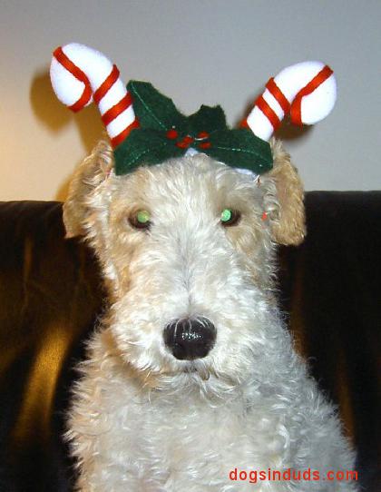 wire fox terrier christmas
